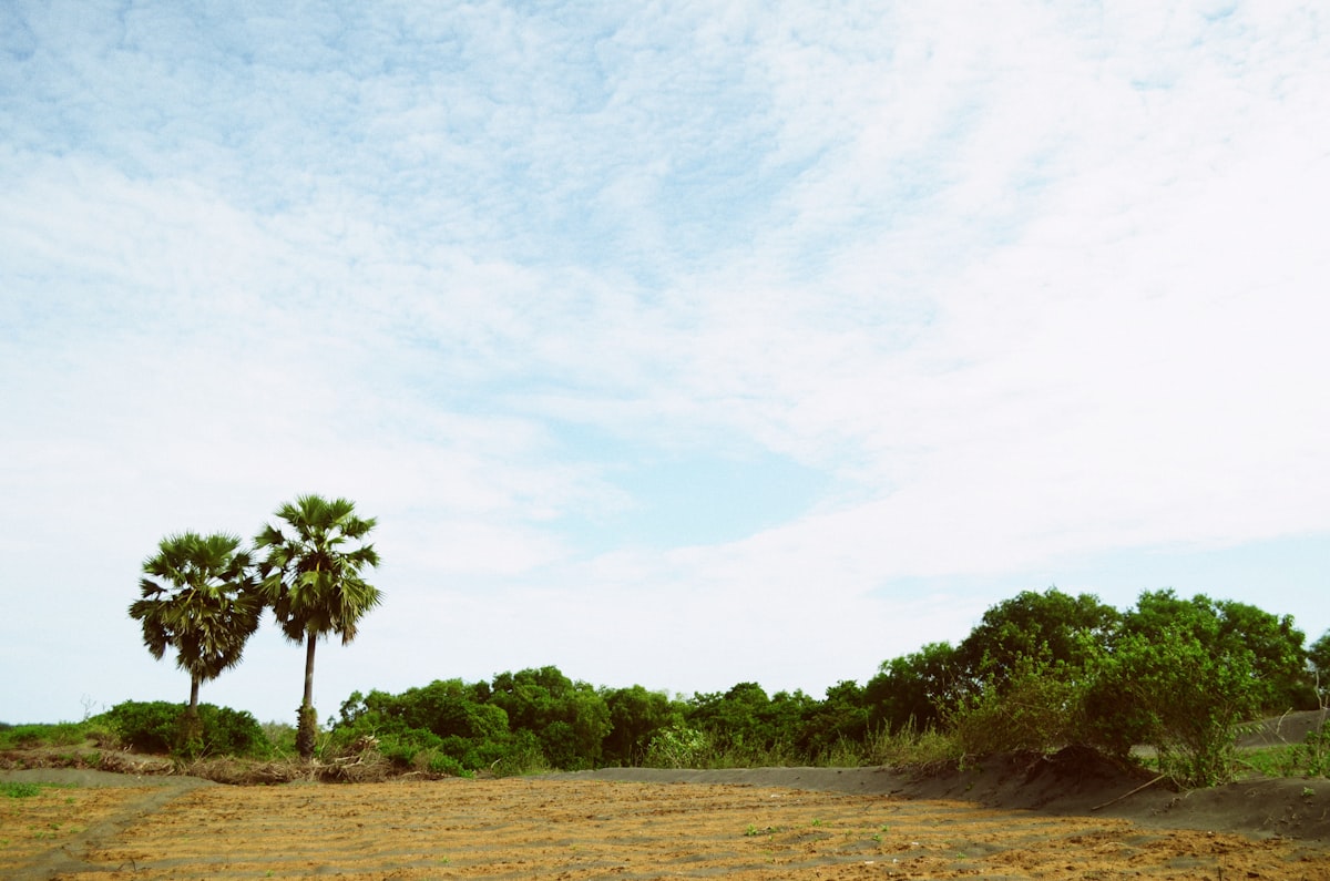 Open tropical land with palm trees in the distance