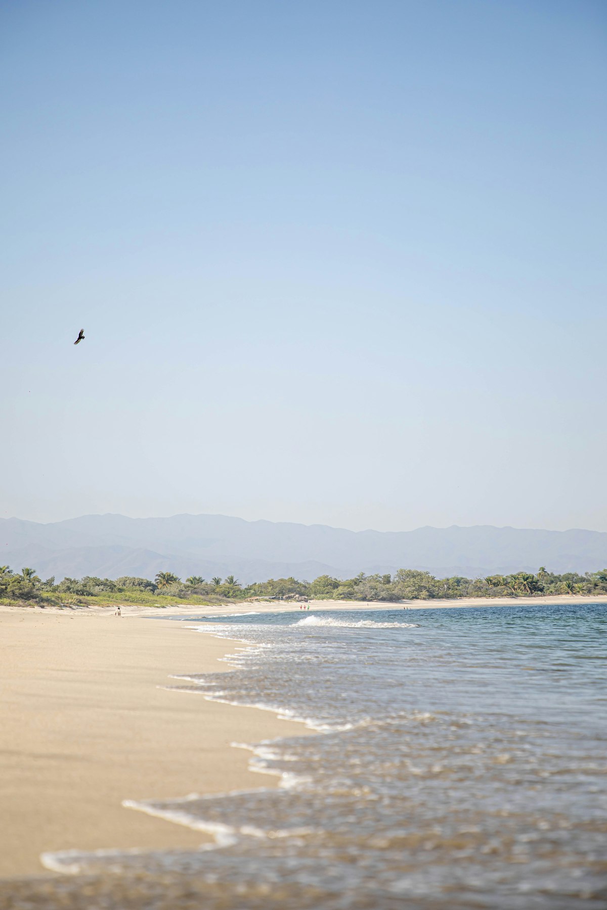 Bird flying over a pristine tropical beach
