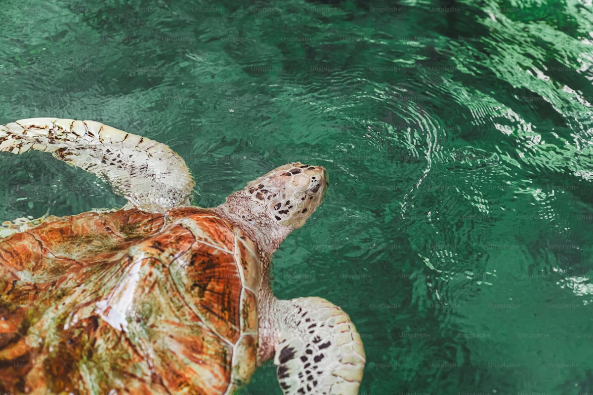 Sea turtle gliding through clear tropical water