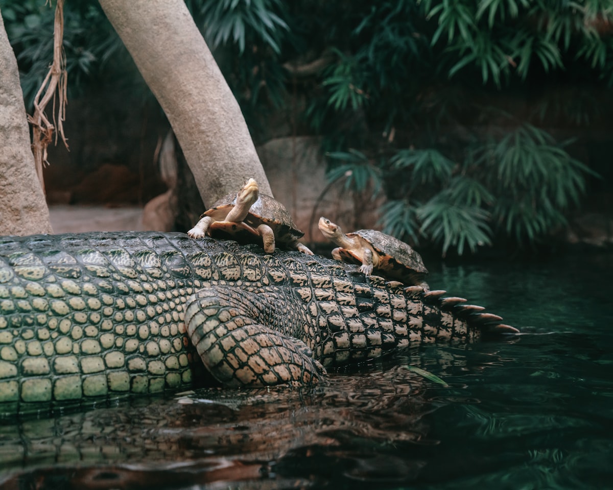 Crocodile resting in a coastal lagoon