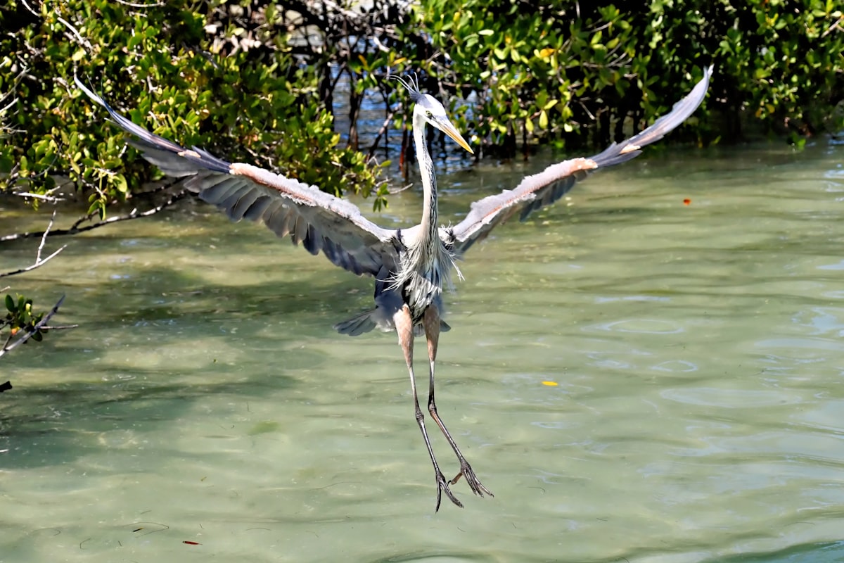 Great blue heron taking flight over water