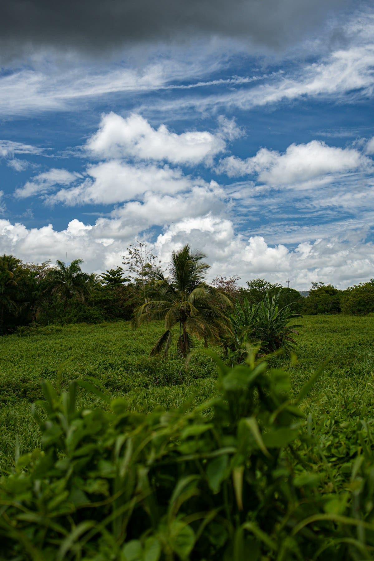 Open field with a lone tree stretching to the horizon