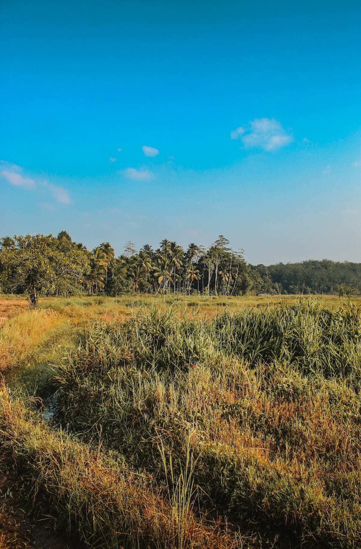 Grassy field with scattered trees under blue sky