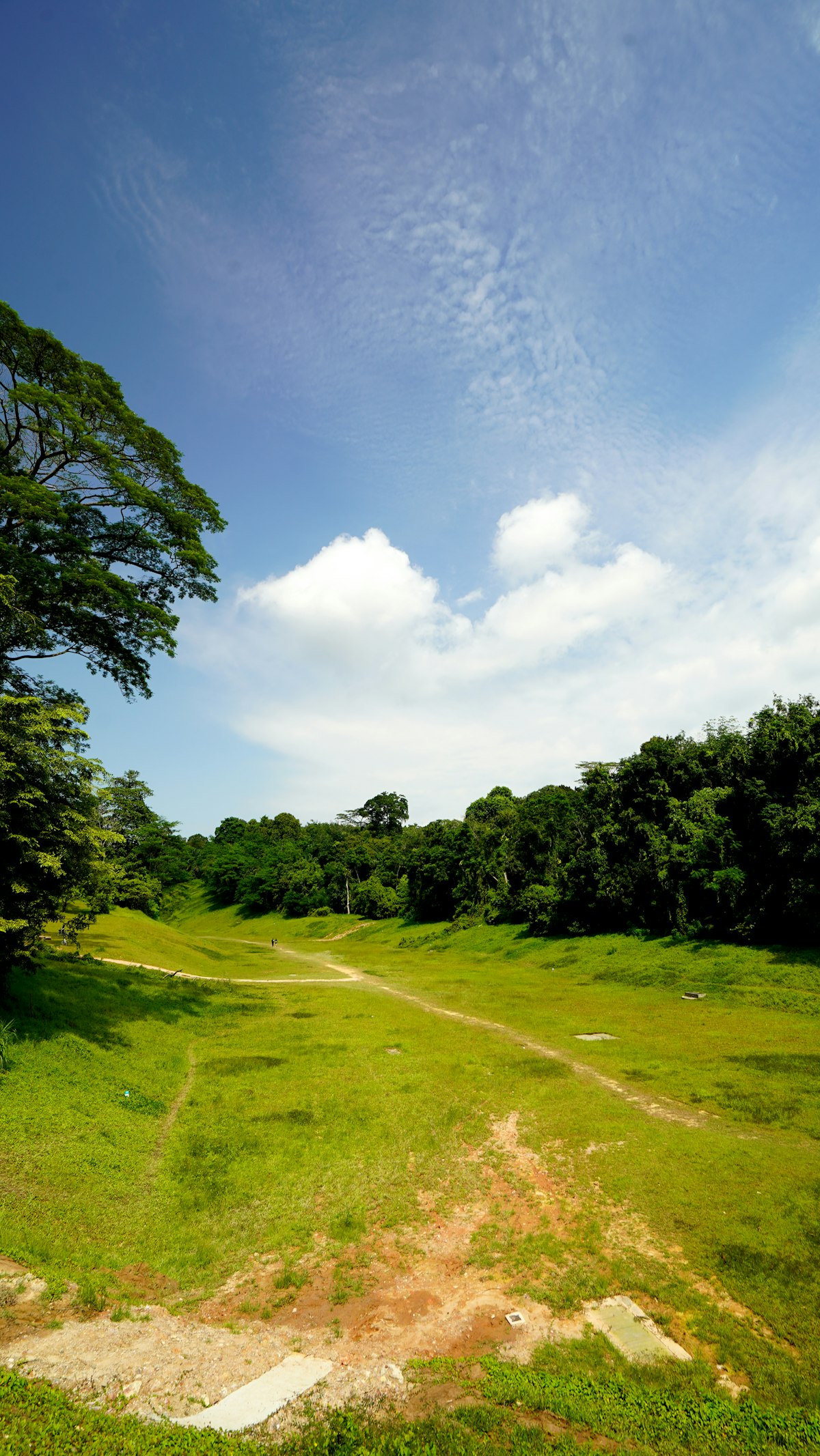 Green landscape with trees under open blue sky