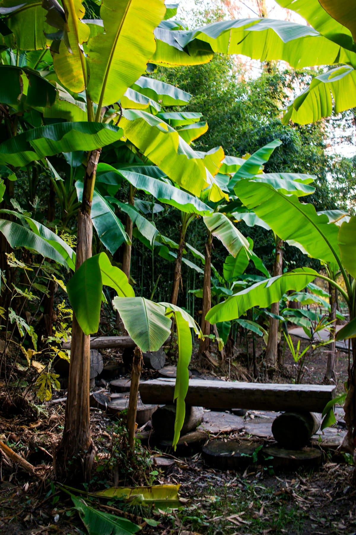 Banana trees growing in a tropical food forest