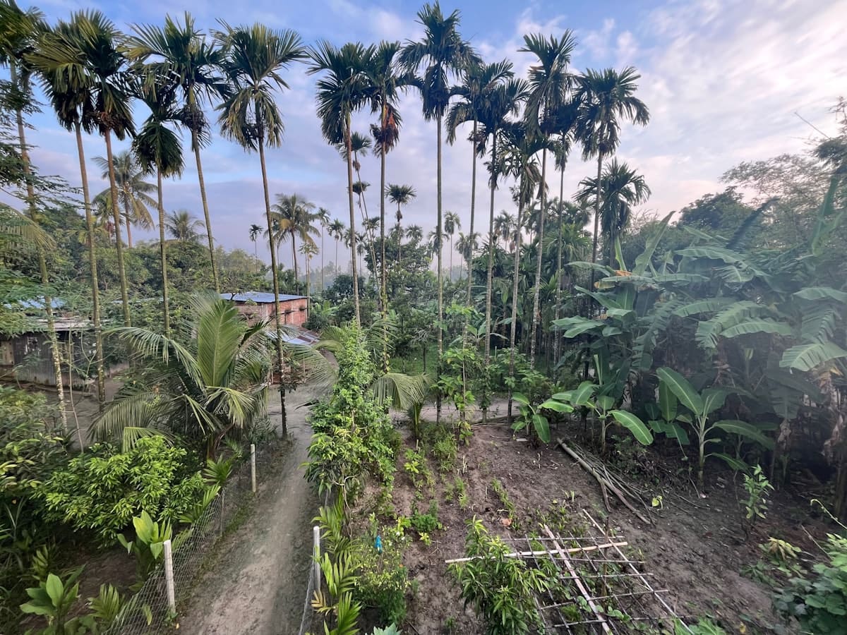 Young tropical plants and vegetation establishing in rich soil