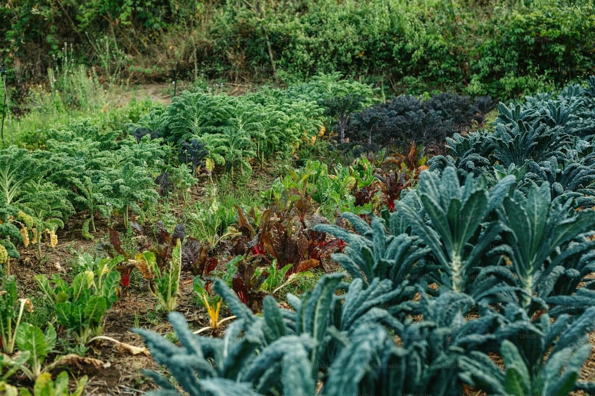 Rows of green plants growing in a permaculture garden