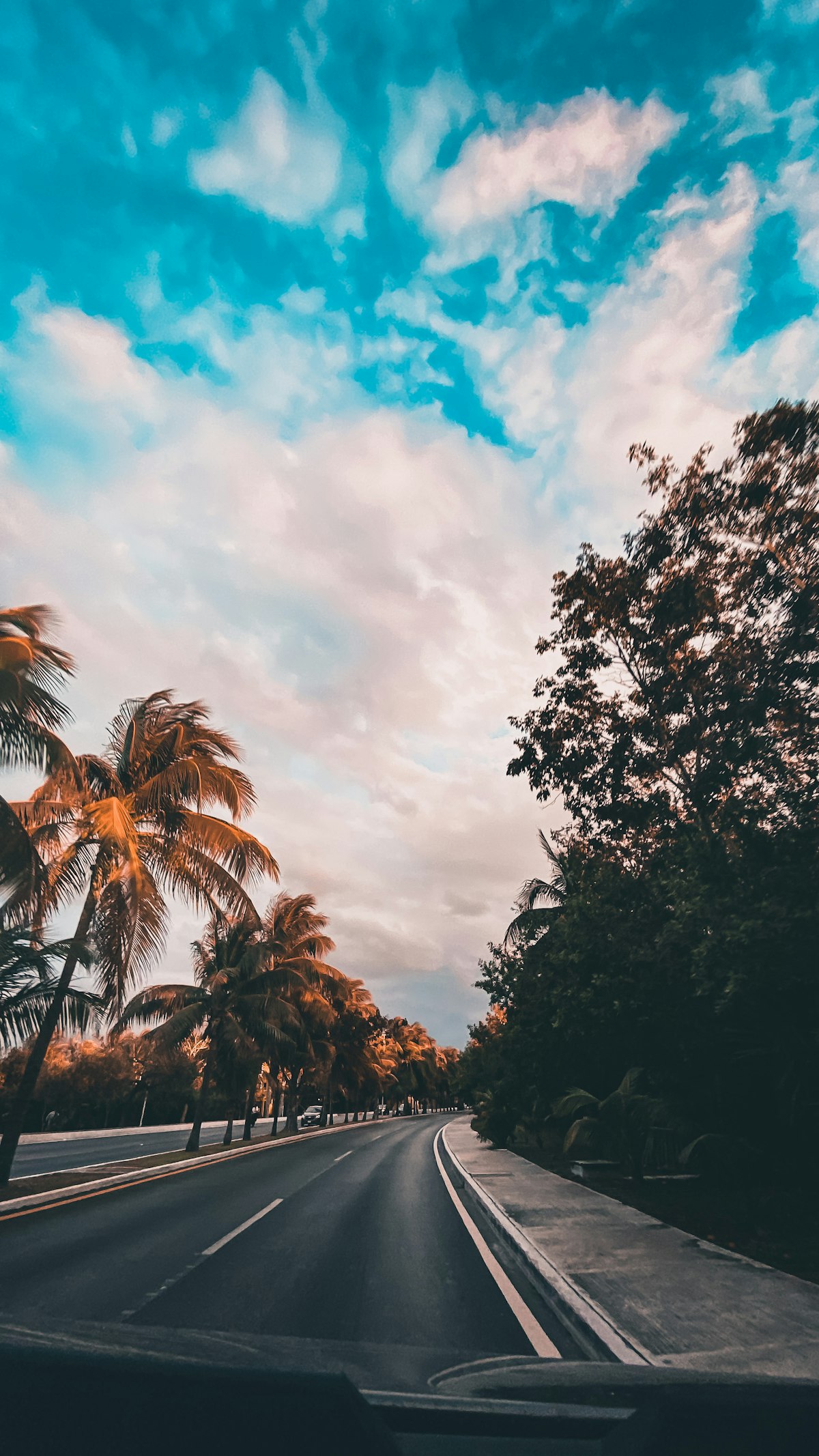 Palm trees lining a road on the tropical coast