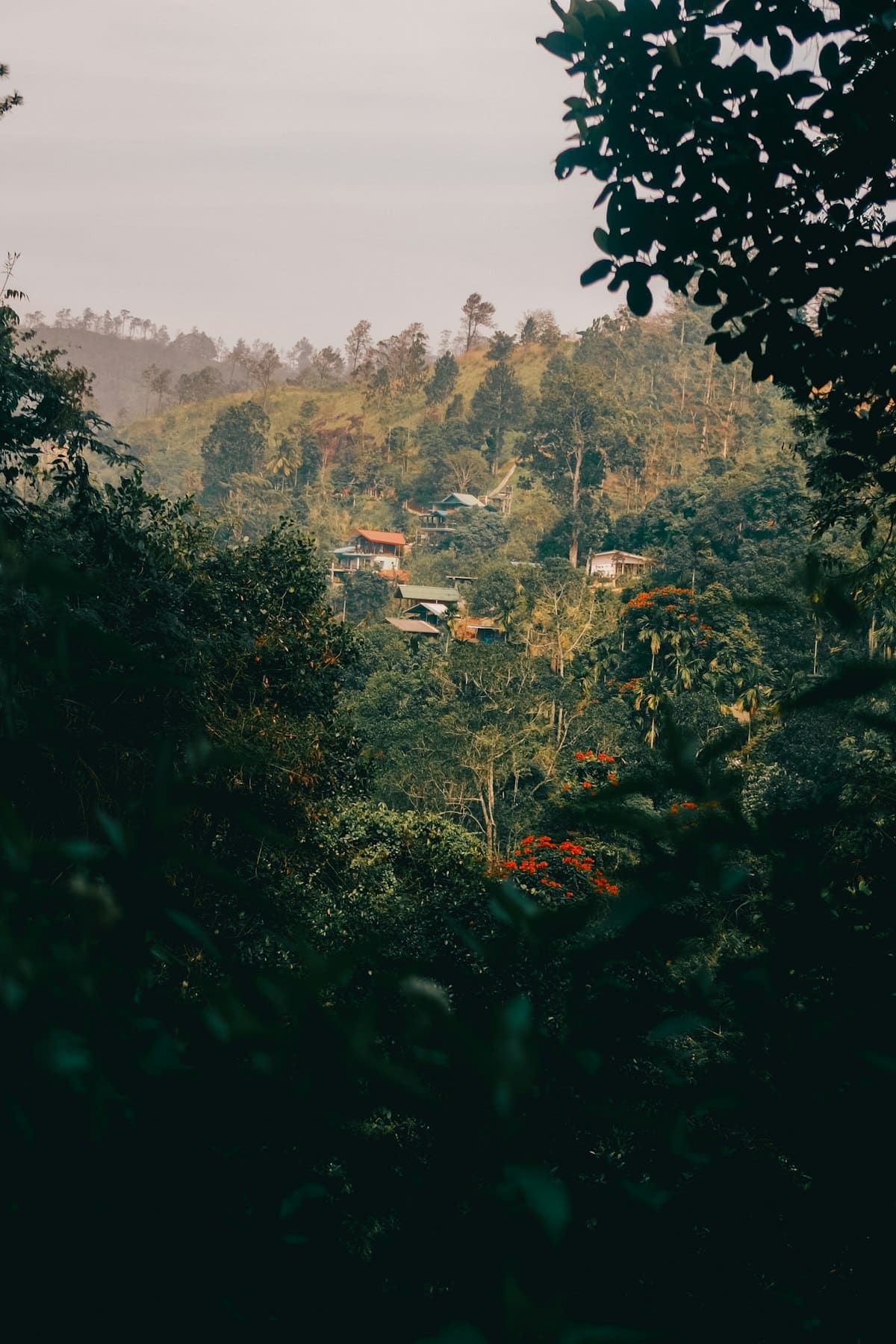 Small village nestled in lush tropical forest