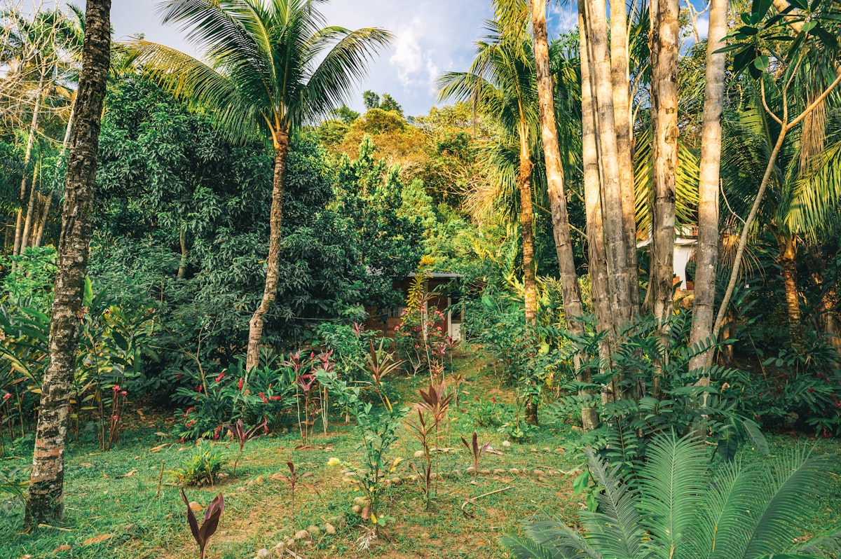 Tropical palm trees and green vegetation in a permaculture setting