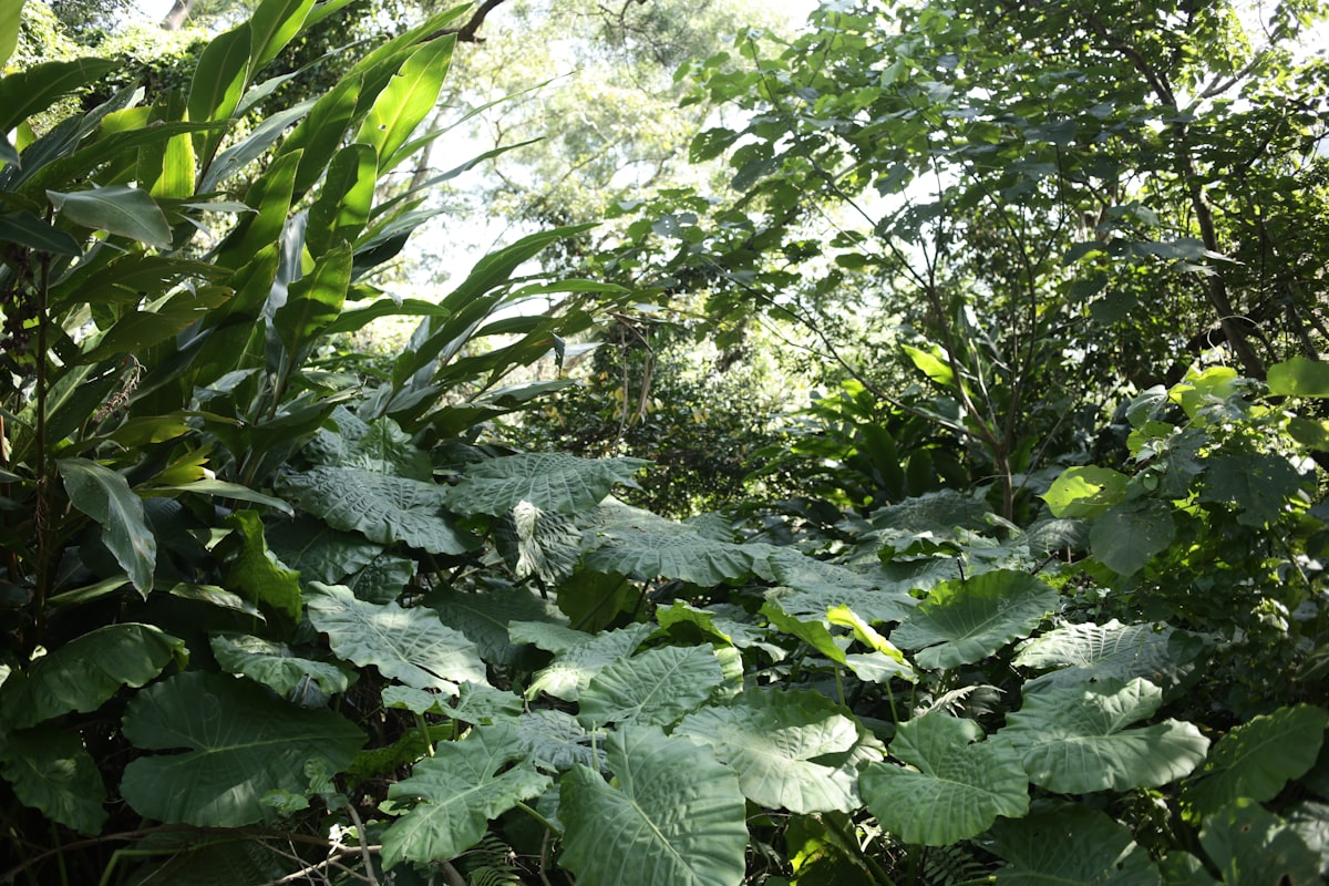 Lush green leaves and tropical fruit trees growing together