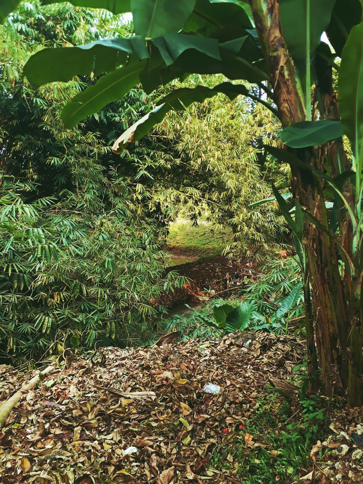 Path through dense tropical foliage and canopy trees
