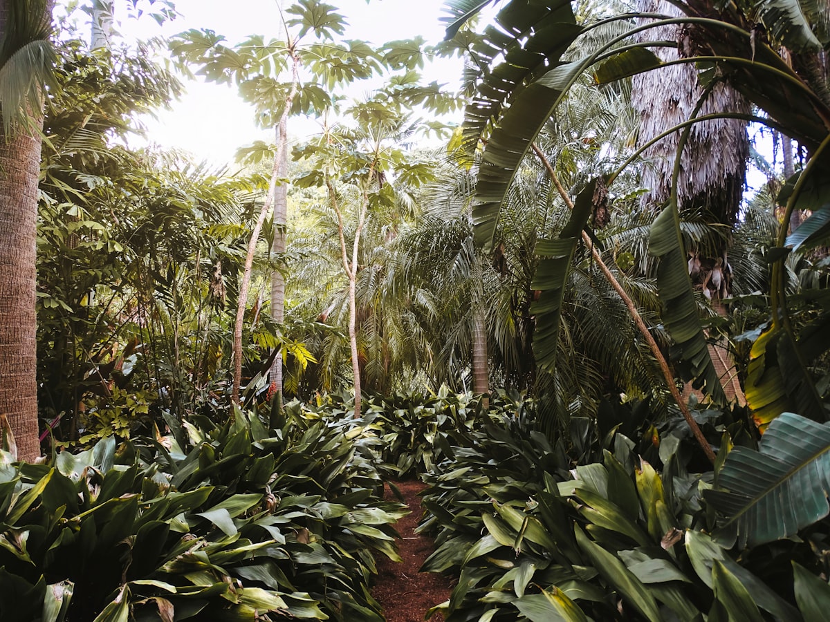 The permaculture plant list: what grows in our food forest