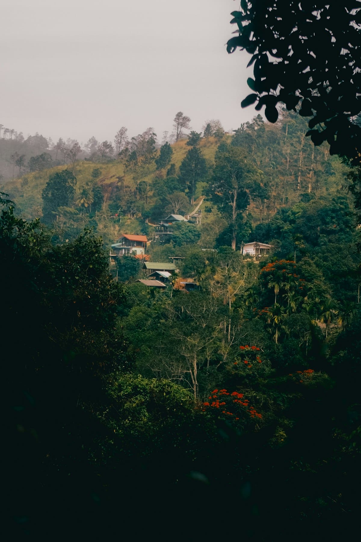 Homes nestled in a lush green tropical hillside