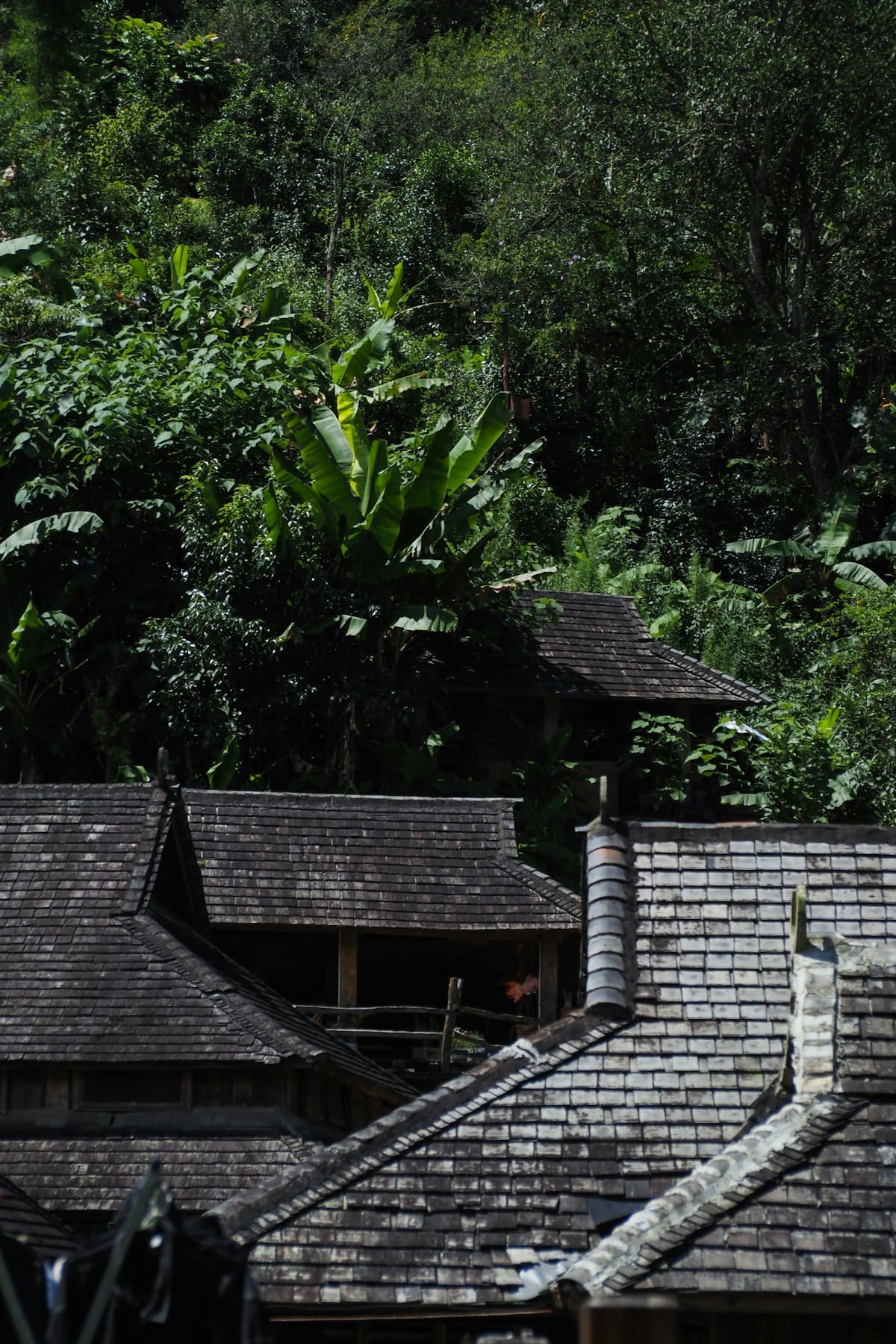 Wooden rooftops of homes nestled among lush green forest canopy