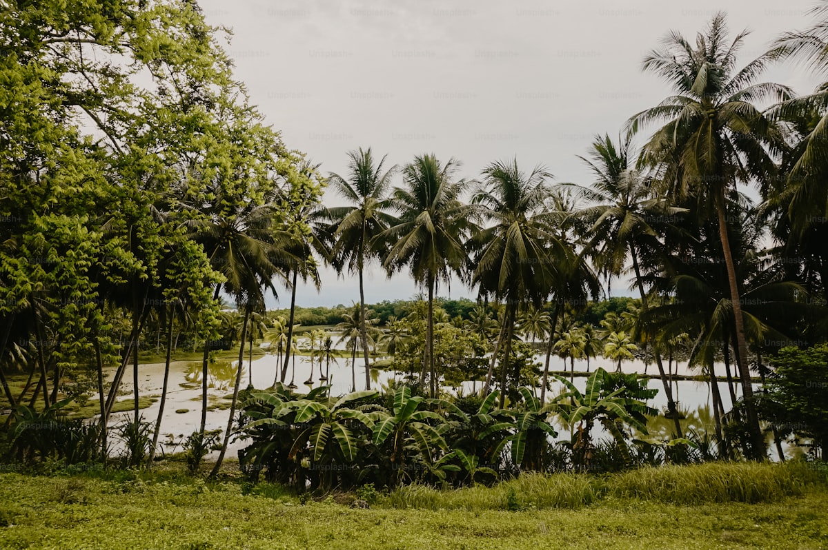 Dense lush green forest canopy seen from within