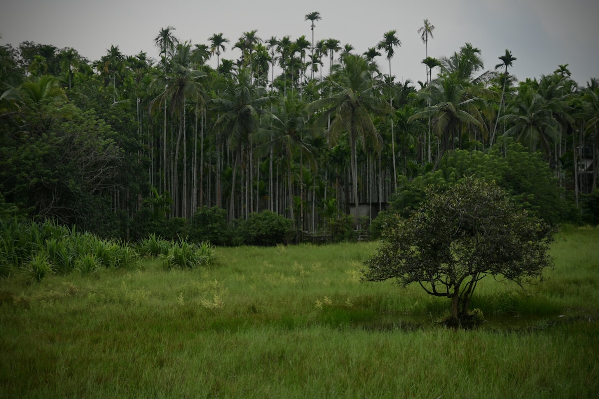 Lush green field with a lone tree standing in the center