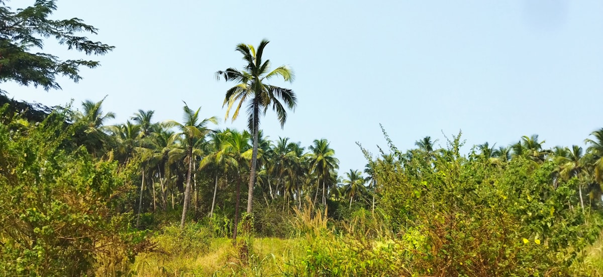 Clusters of mature trees standing in open grassland
