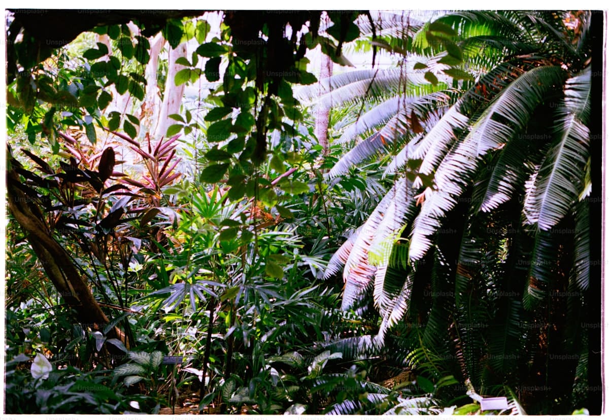 Dense tropical jungle with various plants and green canopy