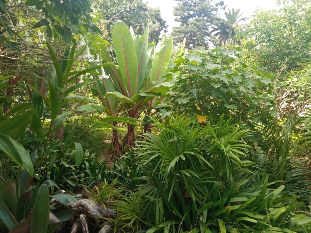 Lush green forest with tall trees and thick undergrowth
