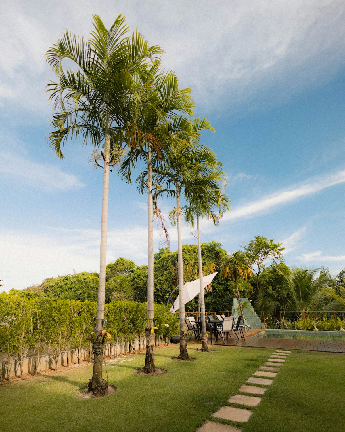 Palm trees lining a grassy lawn with a pool in a tropical setting